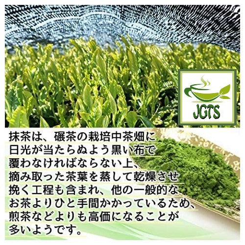 Healthy Company Organic Matcha - Tea cultivation