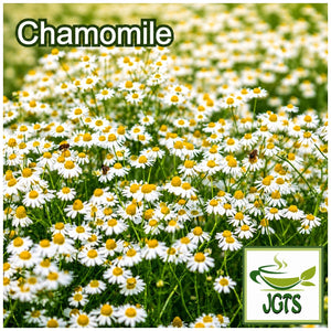 (Ryukakusan) - Throat Refreshing Lozenges - Chamomile field