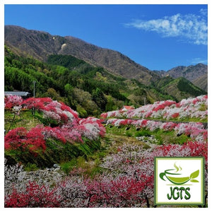 (Todaya) South Shinshu Sakura Tea - South Sninshu Nagano prefecture Japan