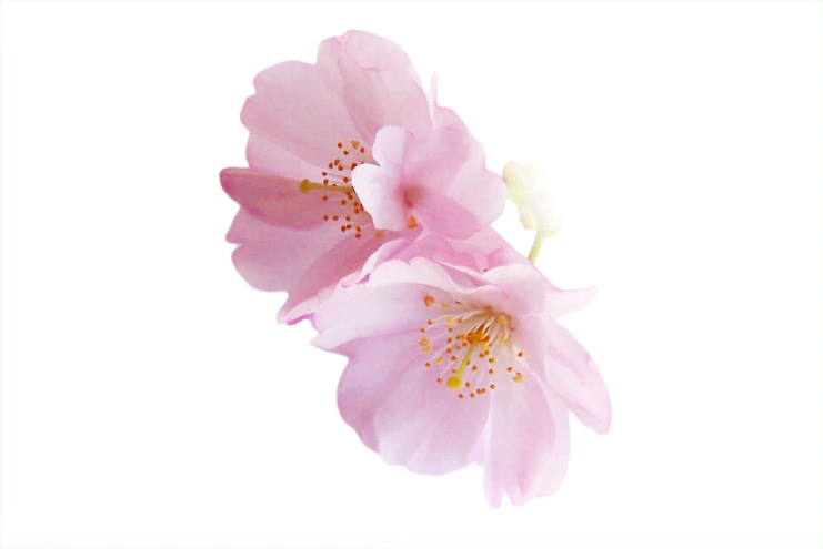 Japanese Sakura Collection - Japanese Green Tea Shops