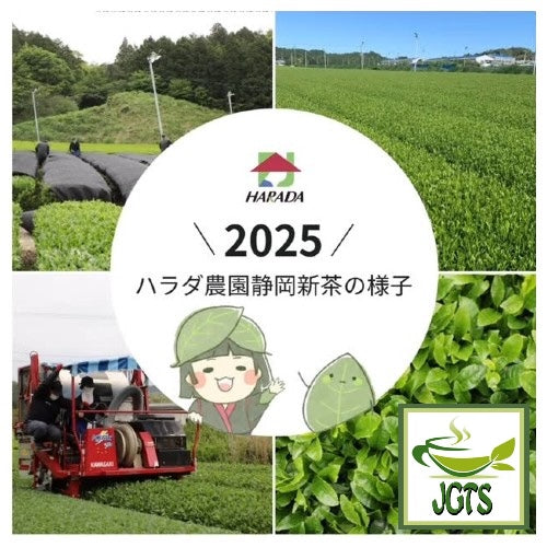 Harada Shizuoka Sencha Tea Bags - world renound green tea