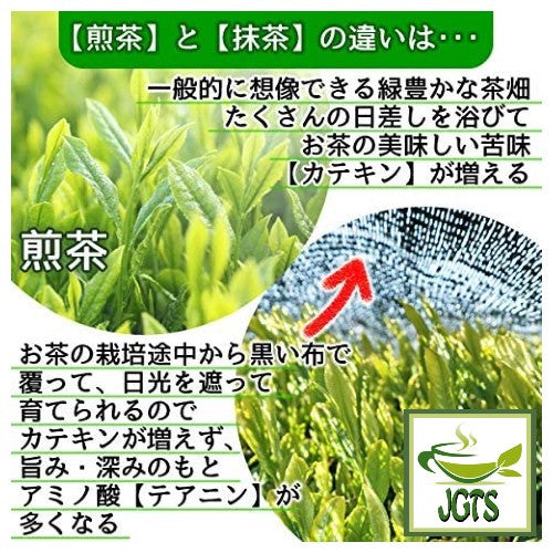 Healthy Company Organic Matcha - difference between Sencha and Matcha one