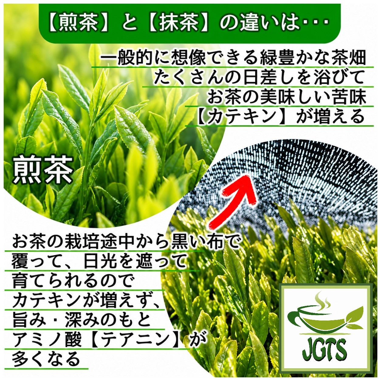 Healthy Company Organic Matcha - difference between Sencha and Matcha one 