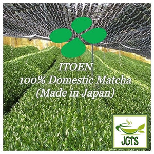ITO EN Oi Ocha Matcha - 100% Domestic Matcha (Made in Japan)