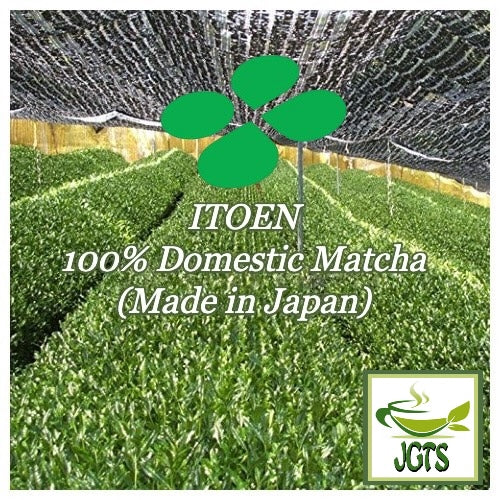 ITO EN Oi Ocha Matcha - 100% Domestic Matcha (Made in Japan)