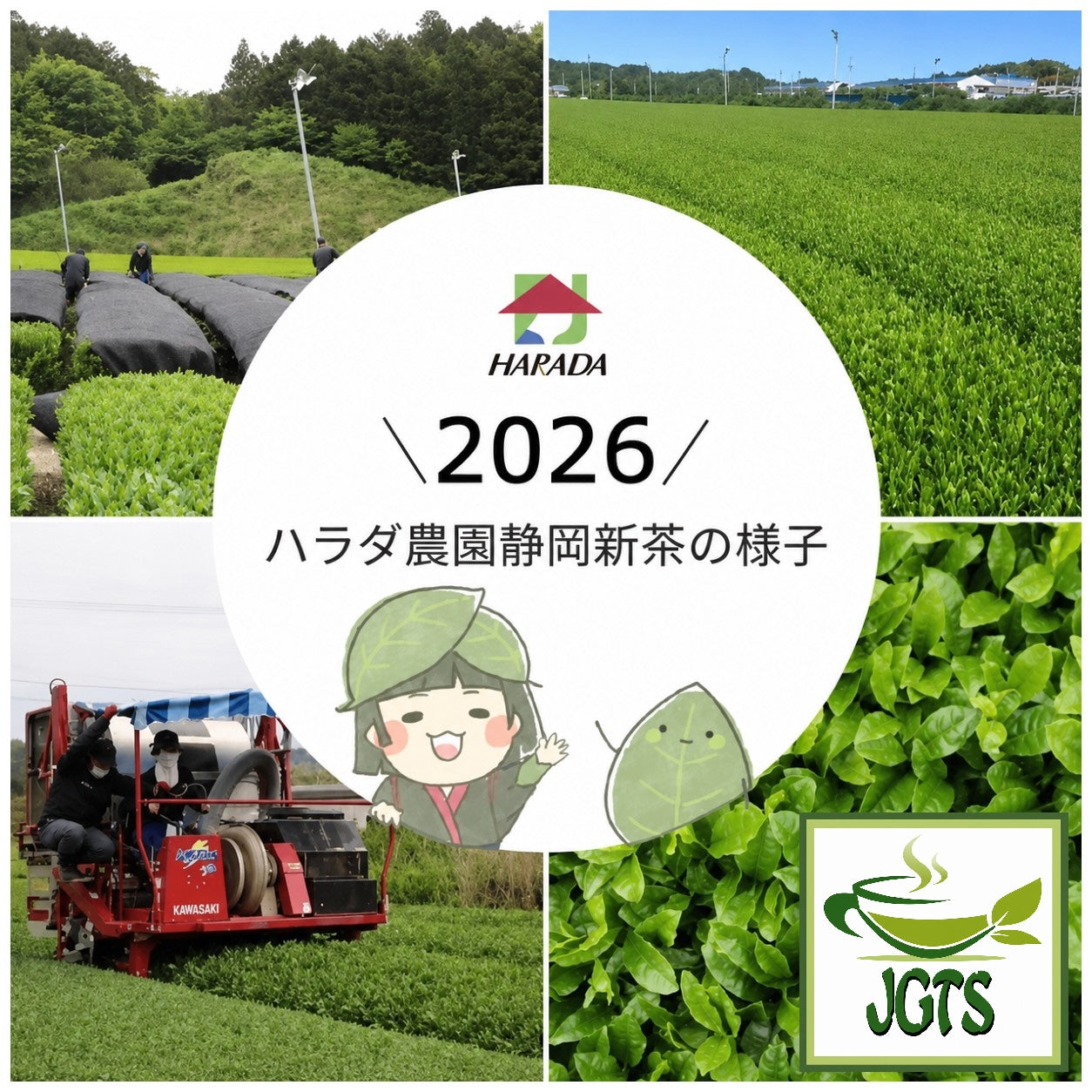 Ichibancha - Shizuoka Tea Bags - world renound green tea