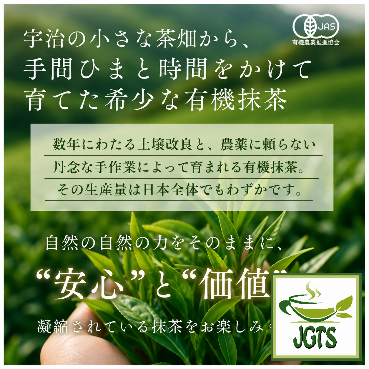 Organic Kyoto Uji (Ichibancha) Matcha - 100% JAS certified Uji Matcha 