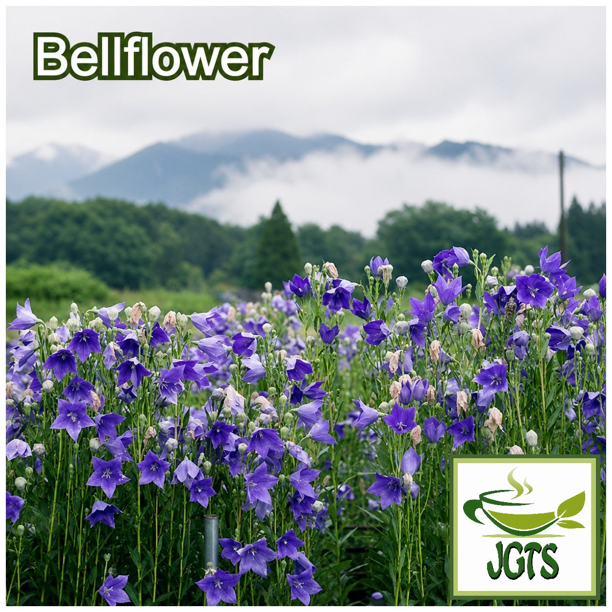 (Ryukakusan) - Throat Refreshing Lozenges - Bellflower field