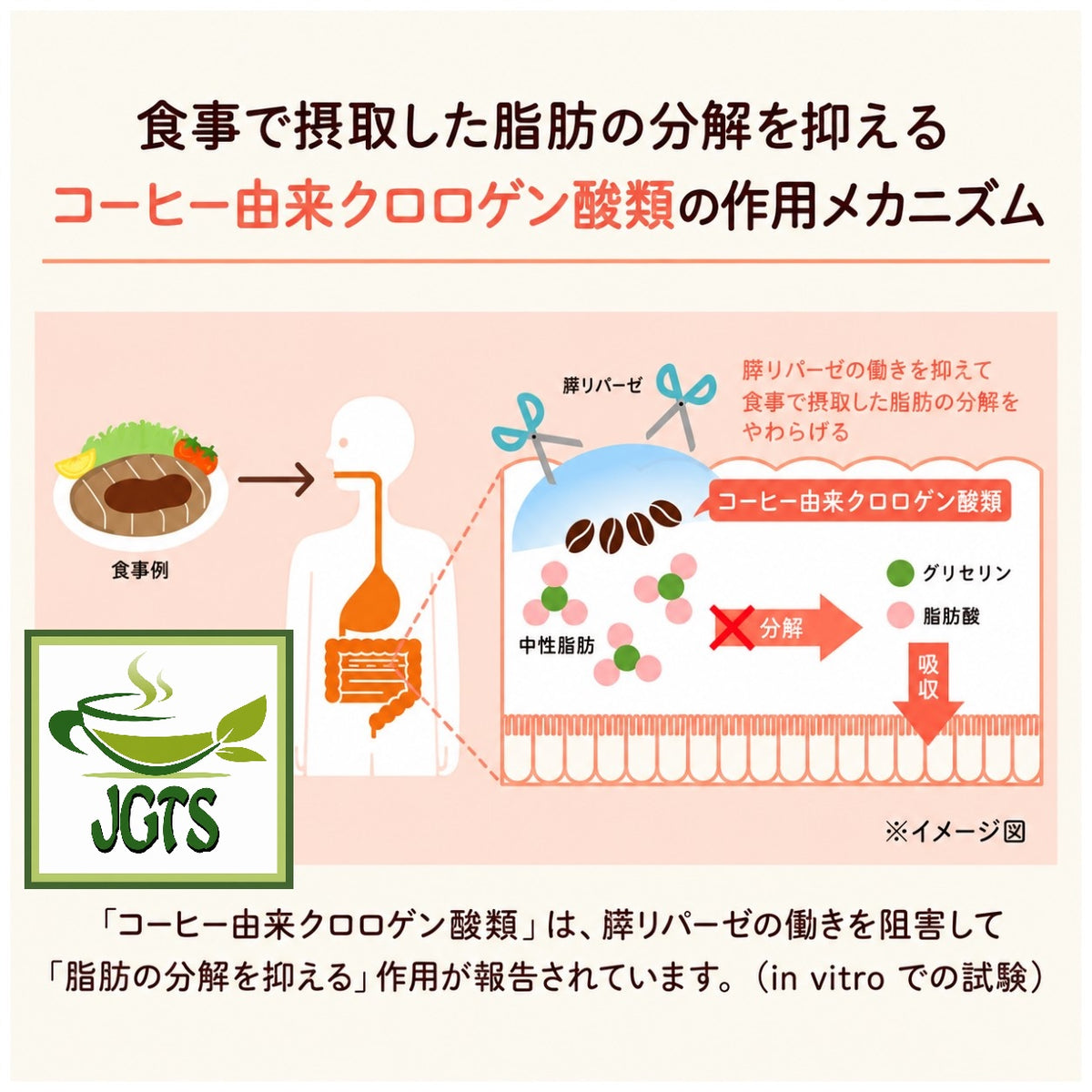 (UCC) &Healthy Delicious Triglyceride Care Ground Coffee - Coffee-derived chlorogenic acids 3