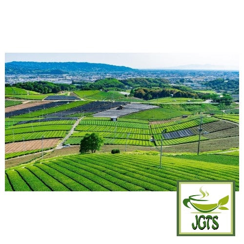 Ujien Yamecha Tea Bags - Yame, Fukuoka, Japan